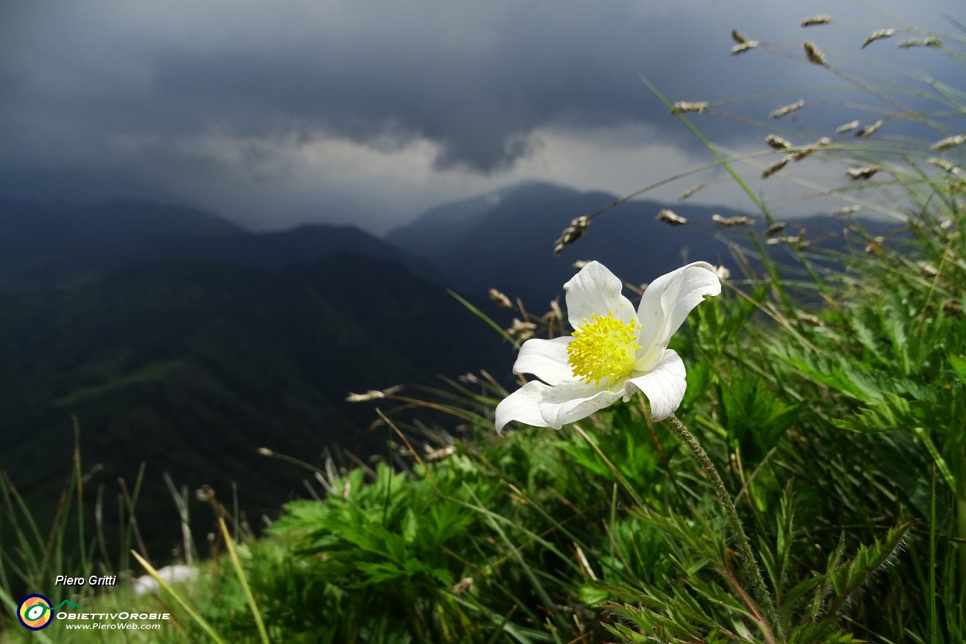 57 Anemone narcissino con nuvoloni minacciosi !.JPG